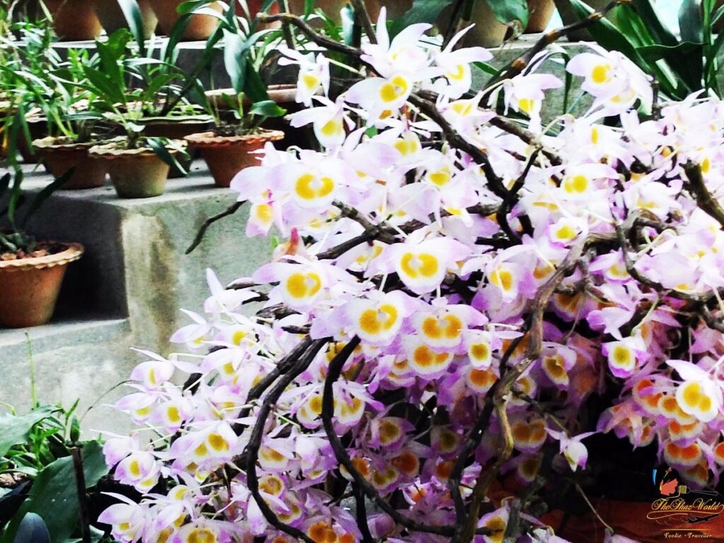 kaziranga national orchid