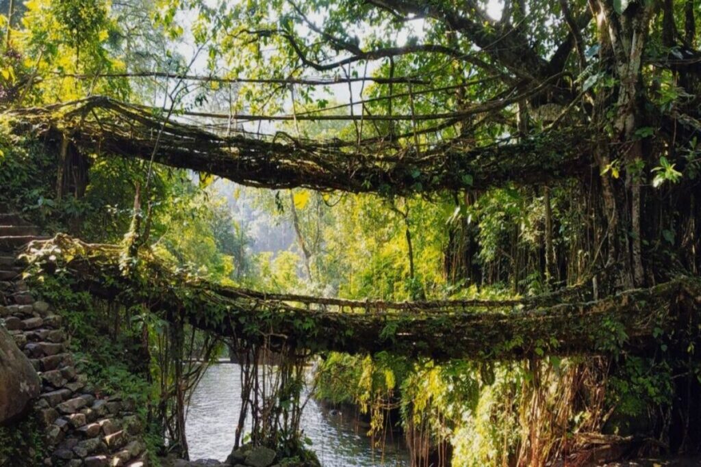 living-root-bridge